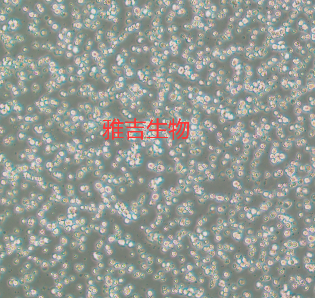 人彌漫性大B淋巴瘤細胞TMD8（帶STR鑒定）